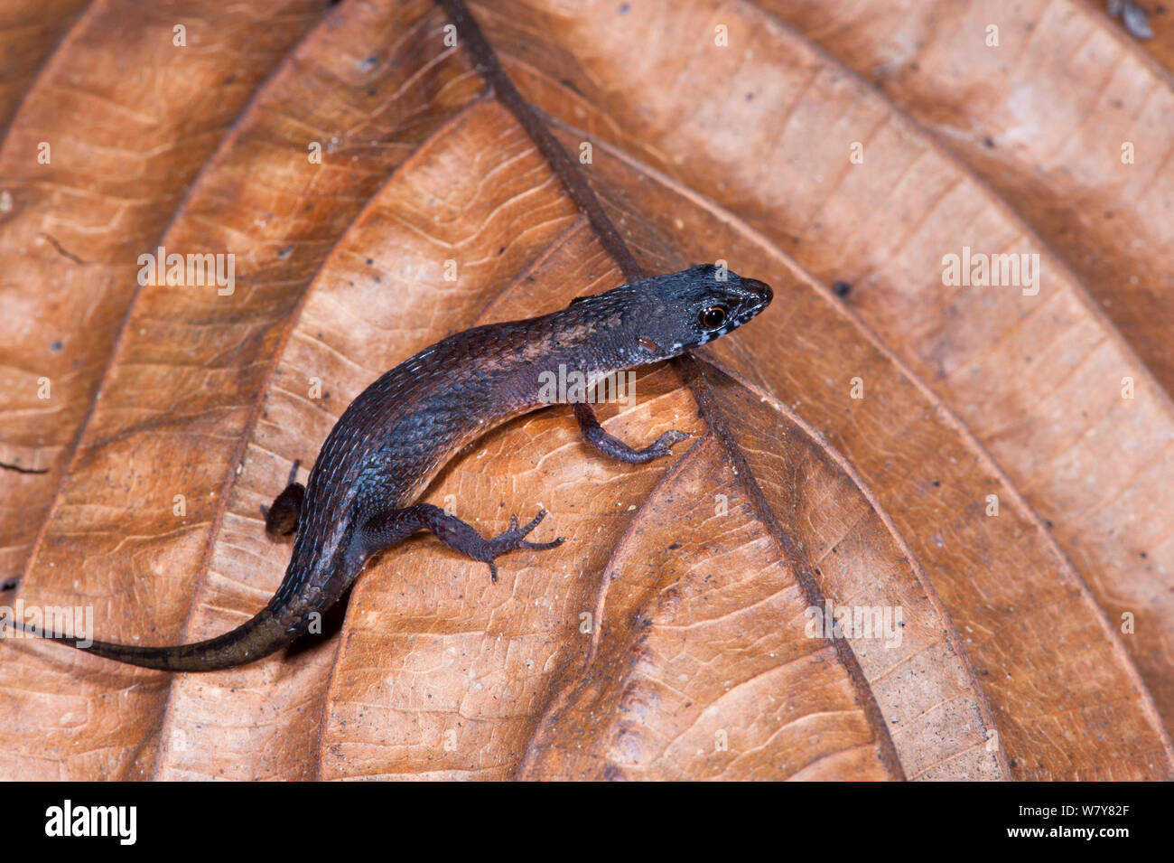 Keel-bellied ombre lizard (Alopoglossus atriventris) Le Parc National Yasuní, forêt amazonienne, en Equateur, en Amérique du Sud. Banque D'Images