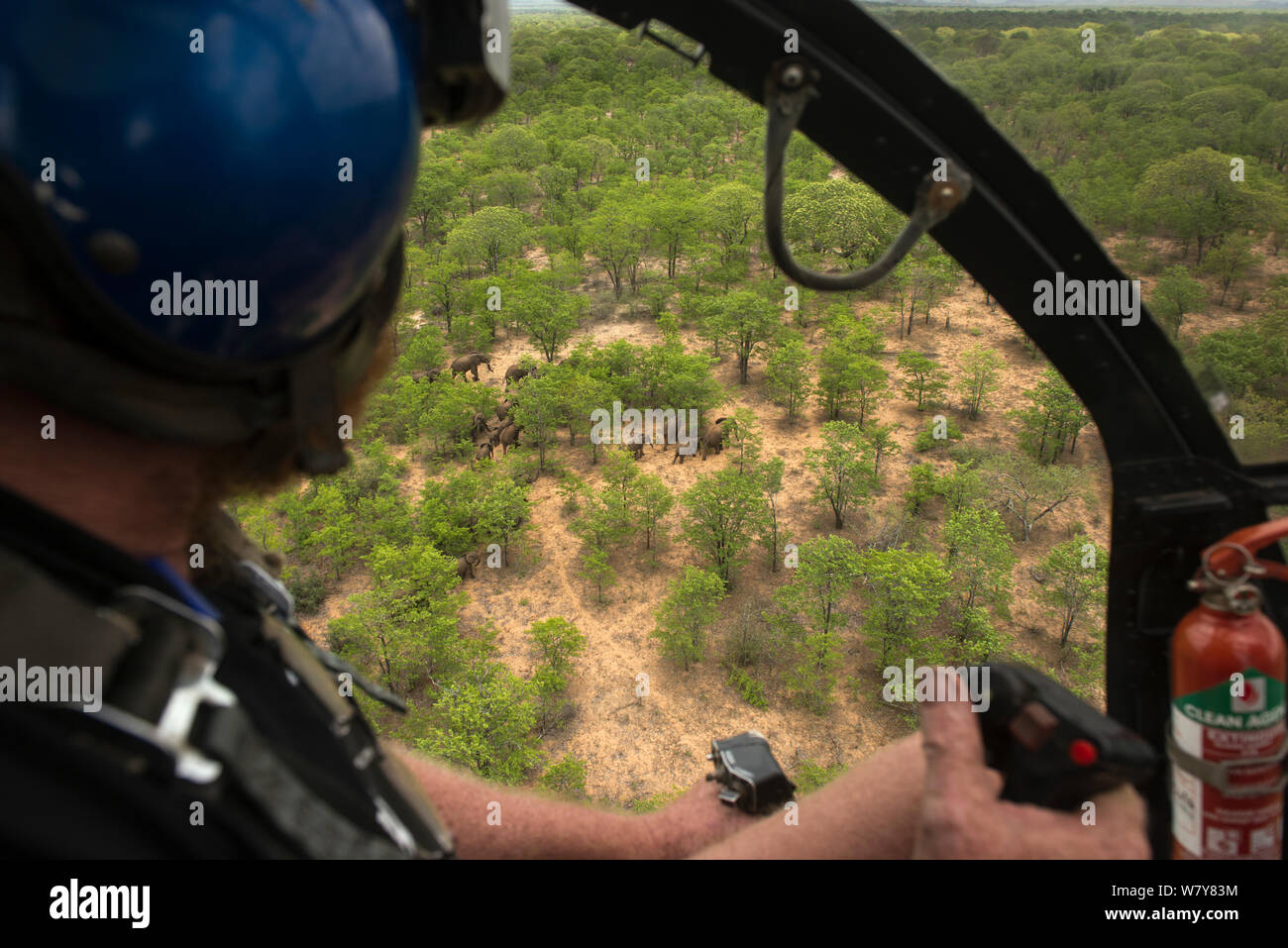 Le pilote d'hélicoptère survolant Elephant (Loxodonta africana) troupeau. Les éléphants étaient sur le point d'être s'élança pour la réinstallation à la réserve qu'ils s'étaient échappés de. Le Zimbabwe, novembre 2013. Banque D'Images