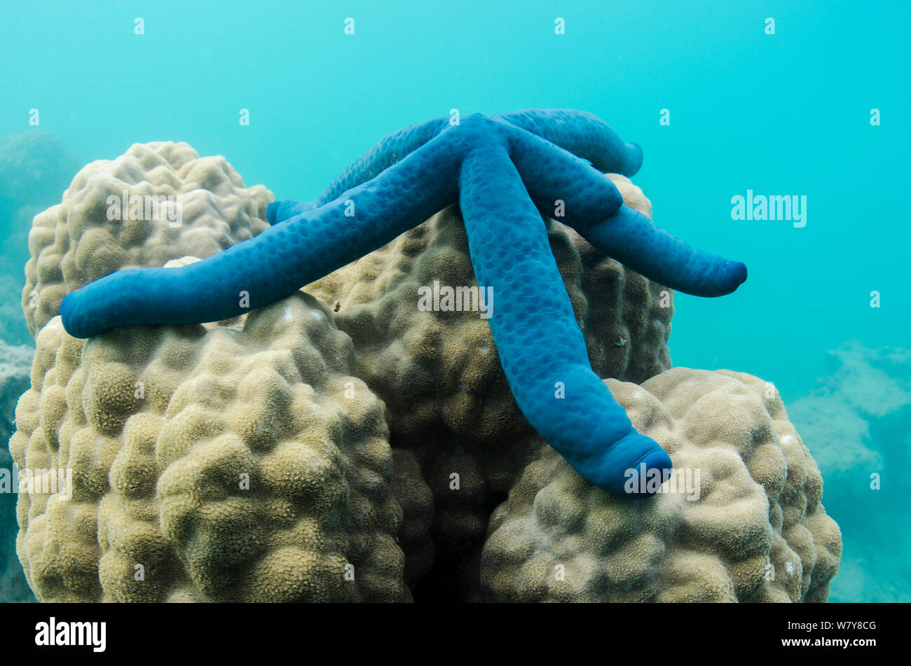 Blue sea star (Linckia laevigata) sur le corail. Fidji, Pacifique Sud. Banque D'Images