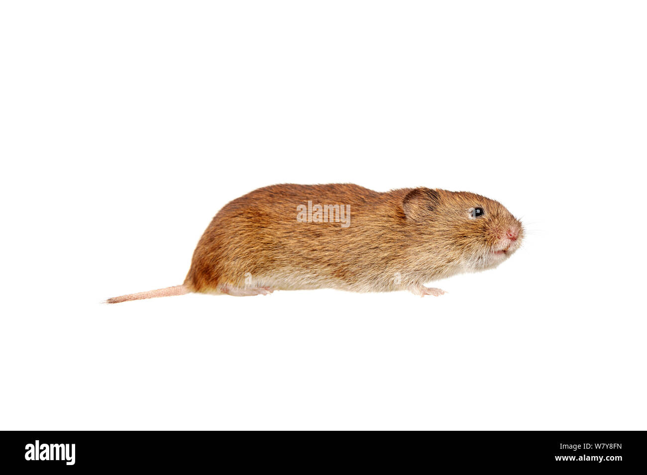 Campagnol roussâtre (Clethrionomys glareolus), jardin de Barnt Green, Worcestershire, Royaume-Uni, juillet. meetyourneighbors.net project Banque D'Images