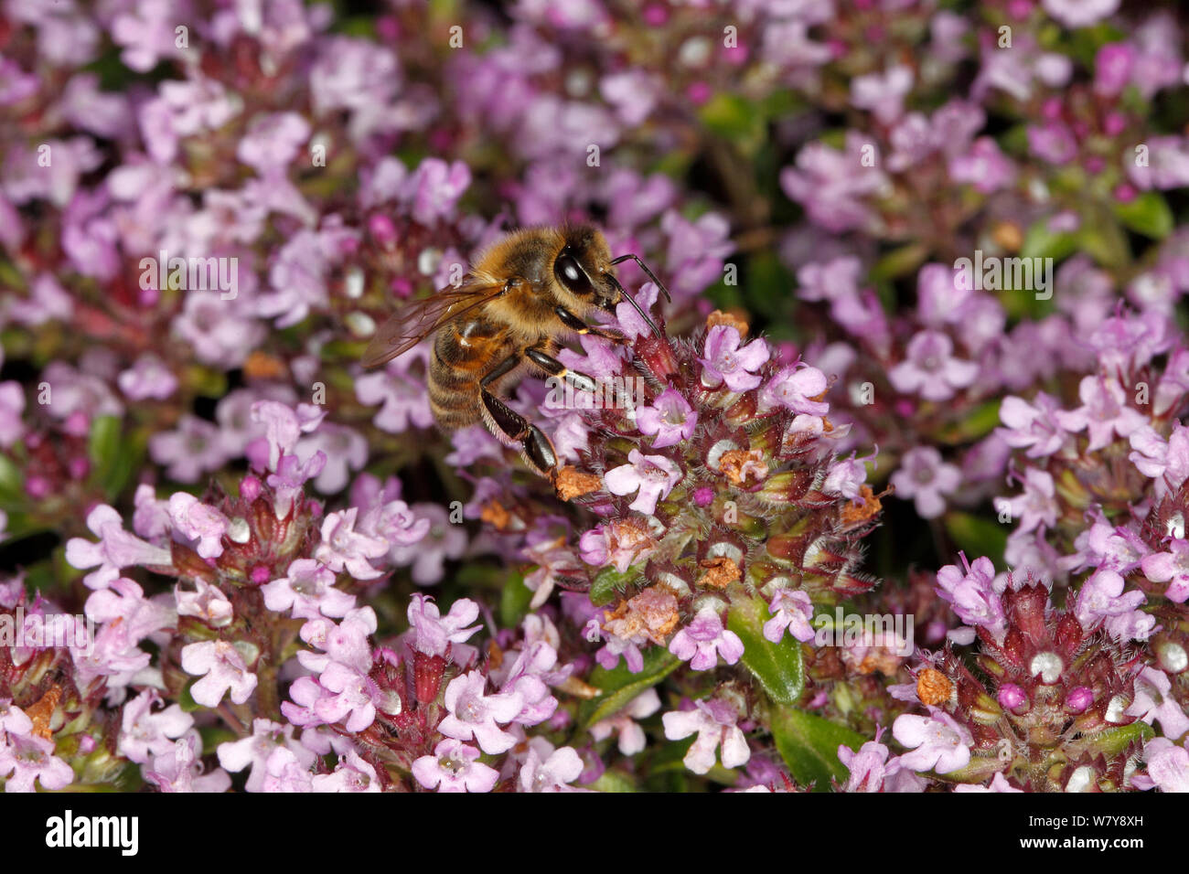 Abeille à miel (Apis mellifera) se nourrissant de thym (Thymus sp) des fleurs dans le jardin. Cheshire, Royaume-Uni, juin. Banque D'Images