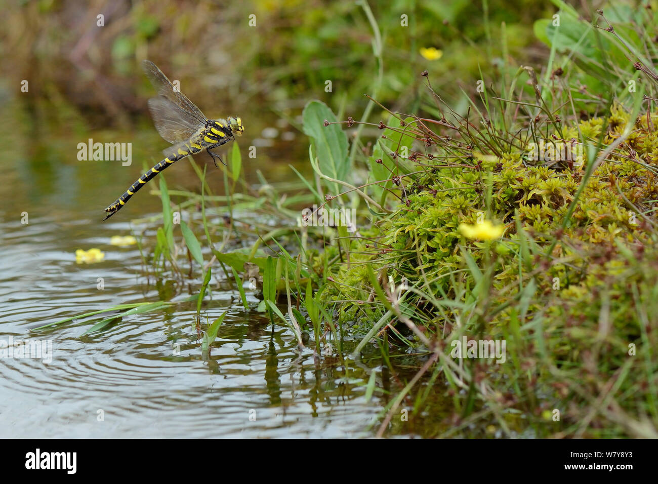 Golden-ringed dragonfly (Cordulegaster boltonii) femmes planant au-dessus de la lande de Bodmin Moor, flux, Cornwall, UK, juillet. Banque D'Images