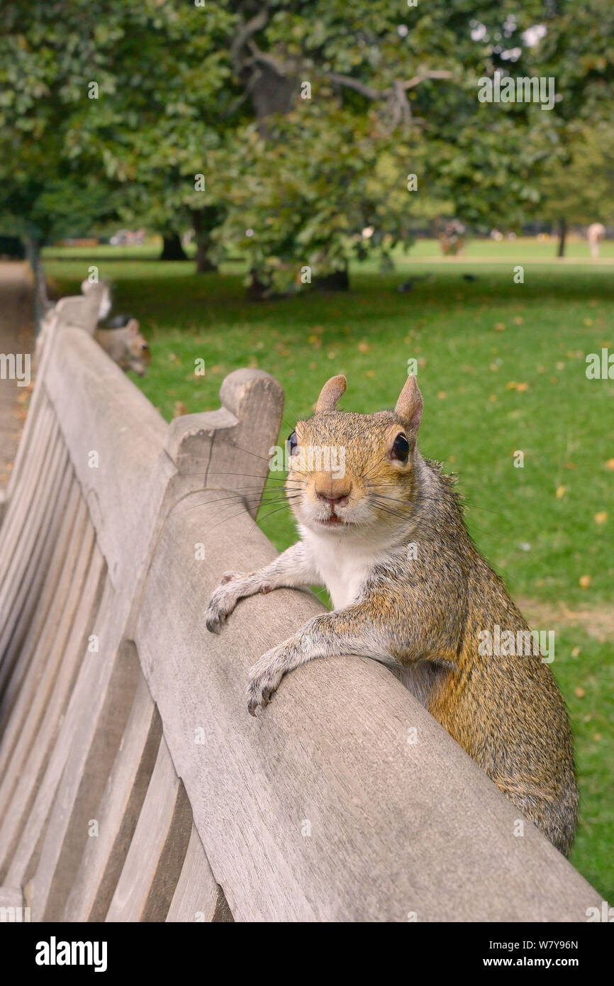 L'écureuil gris (Sciurus carolinensis) accroché à l'arrière du banc de parc, avec un autre écrou de manger dans l'arrière-plan, St.James&# 39;s Park, London, UK, septembre. Banque D'Images