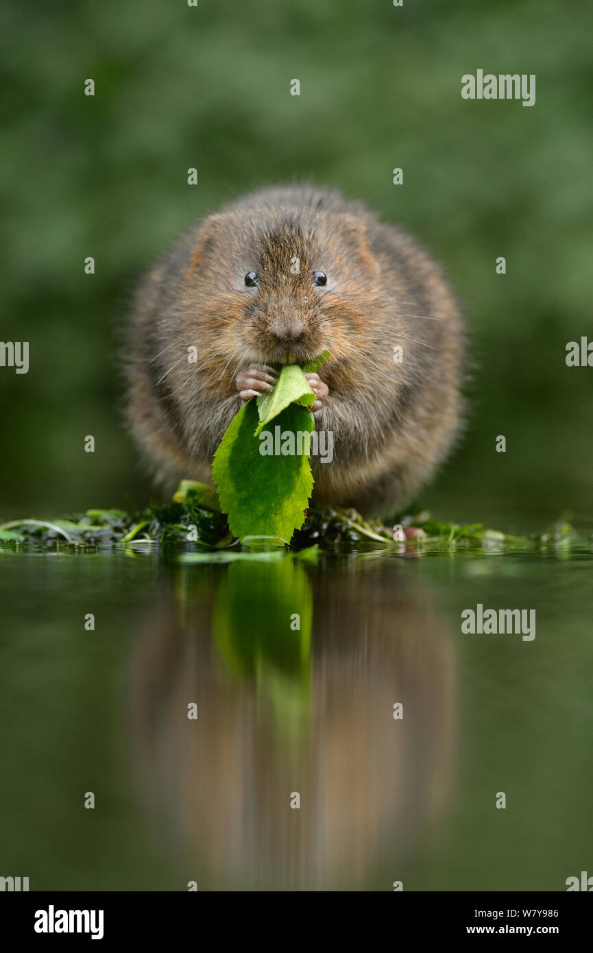Le campagnol de l'eau (Arvicola amphibius) l'alimentation à bord de l'eau, Kent, UK, décembre. Banque D'Images
