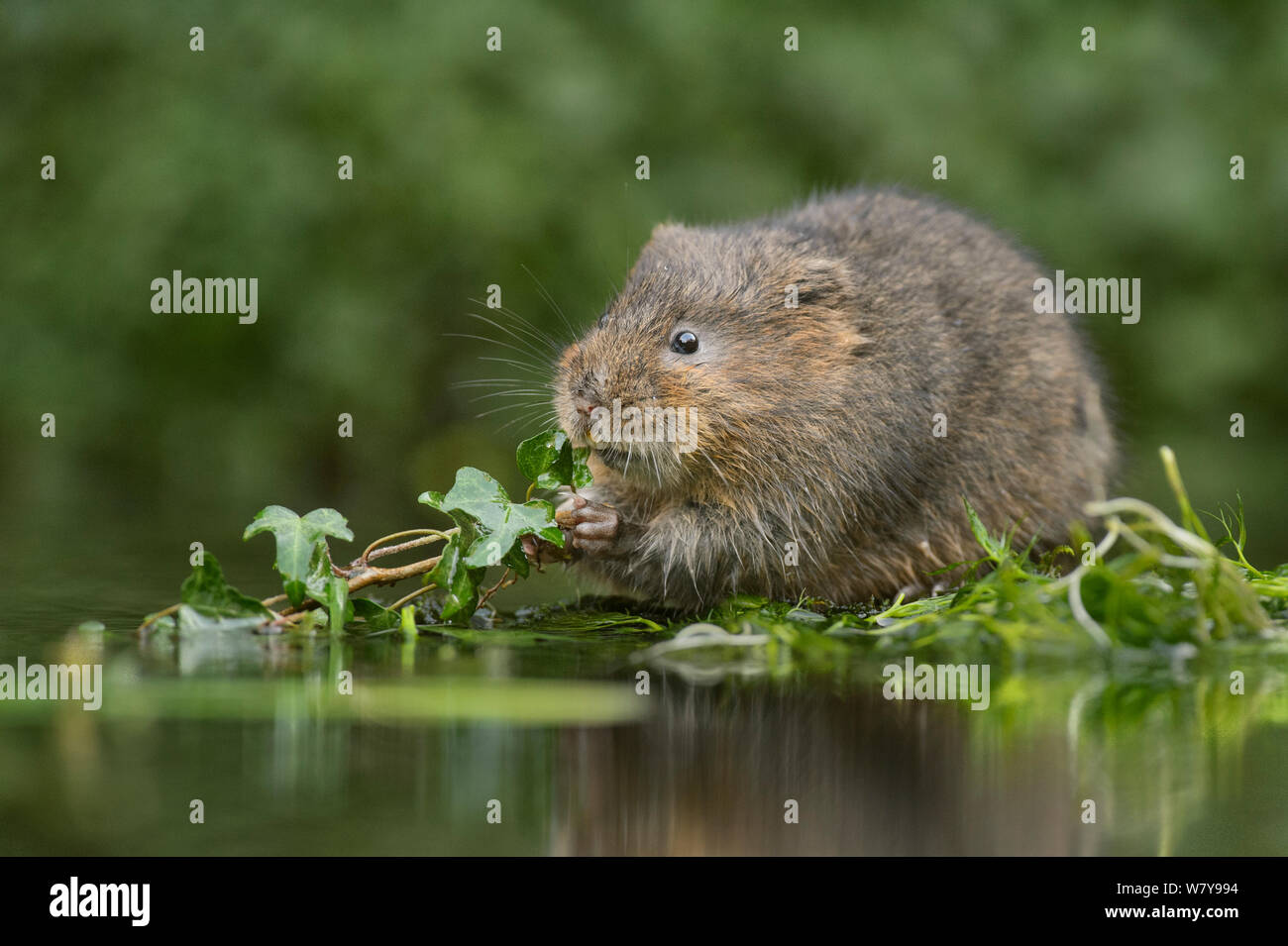 Le campagnol de l'eau (Arvicola amphibius) l'alimentation à bord de l'eau, Kent, UK, décembre. Banque D'Images