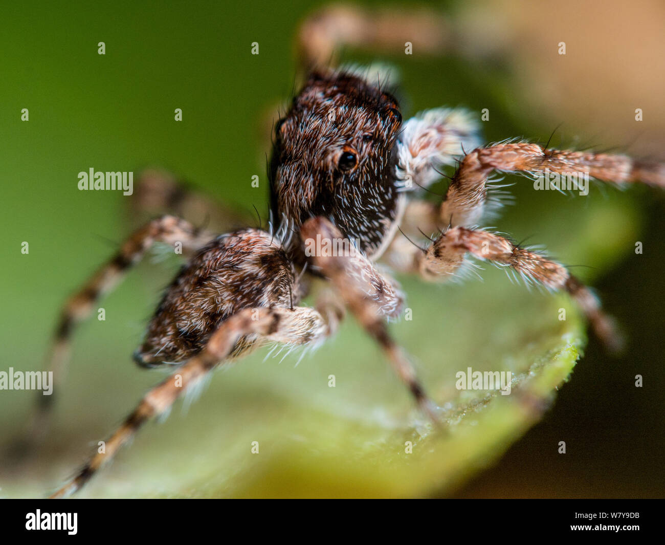 Petite araignée sauteuse close-up sur une feuille, les espèces d'araignées tropicales Banque D'Images
