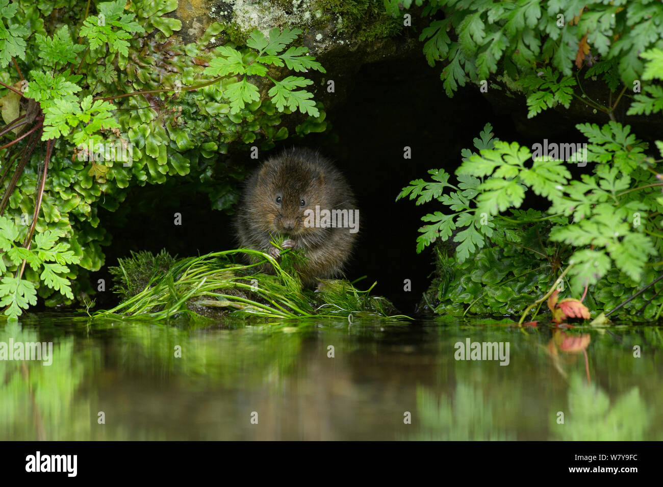 Le campagnol de l'eau (Arvicola amphibius) l'alimentation à bord de l'eau, Kent, UK, septembre. Banque D'Images