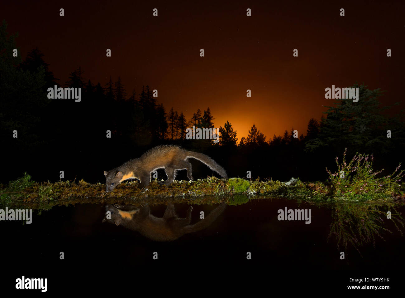 La martre (Martes martes) à bord de l'eau, orange glow dans ciel derrière des lumières de Inverness. Black Isle, Écosse, Royaume-Uni, septembre. Photographié par piège de l'appareil photo. Banque D'Images