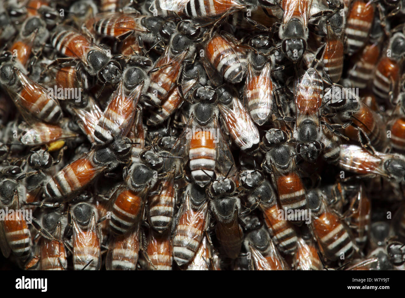Abeille naine rouge Banque de photographies et d’images à haute résolution Alamy
