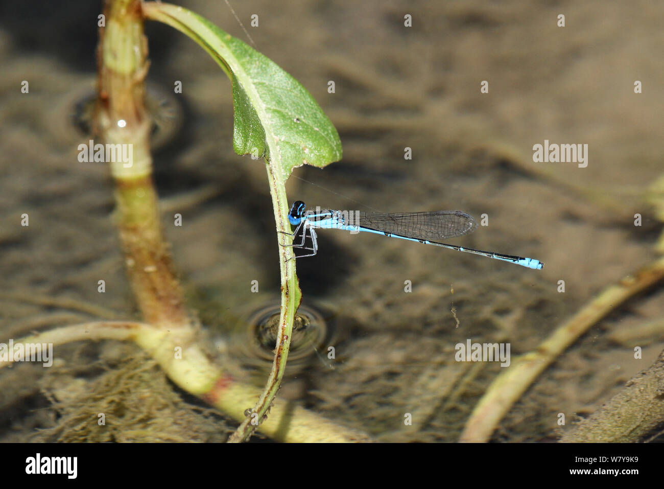 (Fountaineae bluetail Oasis d'Ischnura) Oman, novembre. Banque D'Images