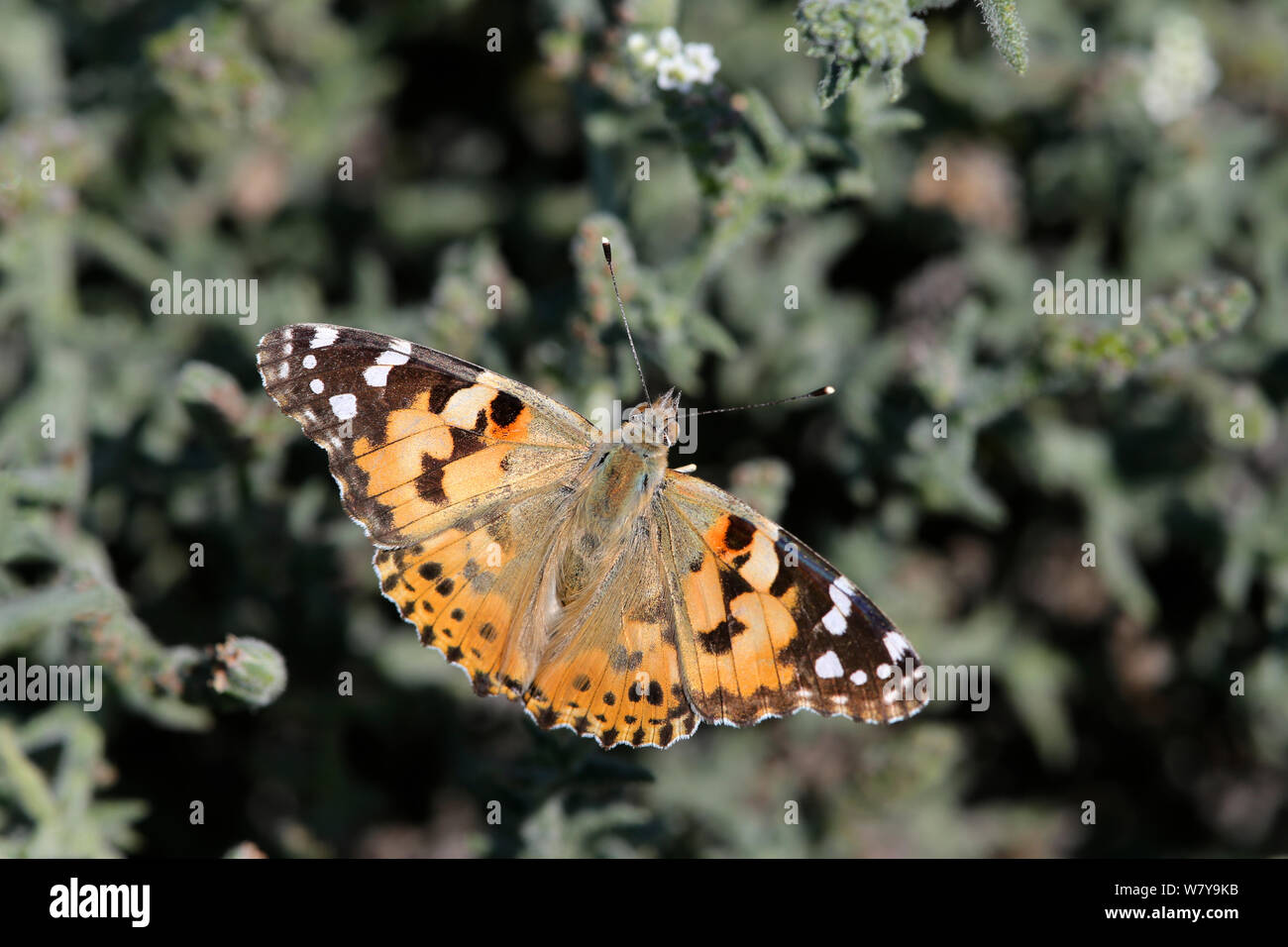 Papillon belle dame (Vanessa cardui) Décembre, Oman Banque D'Images