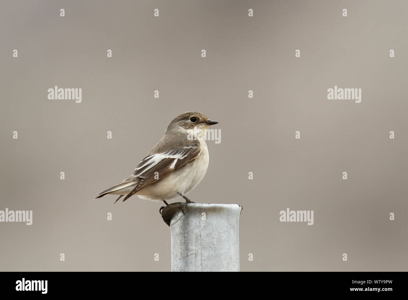 Moucherolle à collier Ficedula Semi (semitorquata) femmes perché, Oman, Mars Banque D'Images
