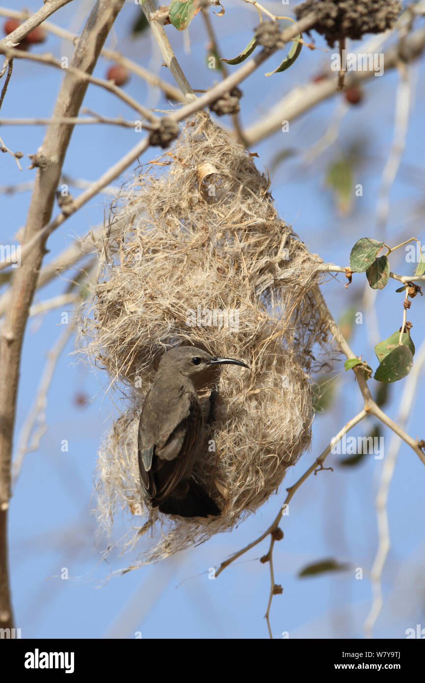 Habessinicus (Chalcomitra brillant) femelle sur son nid, Oman, Mai Banque D'Images