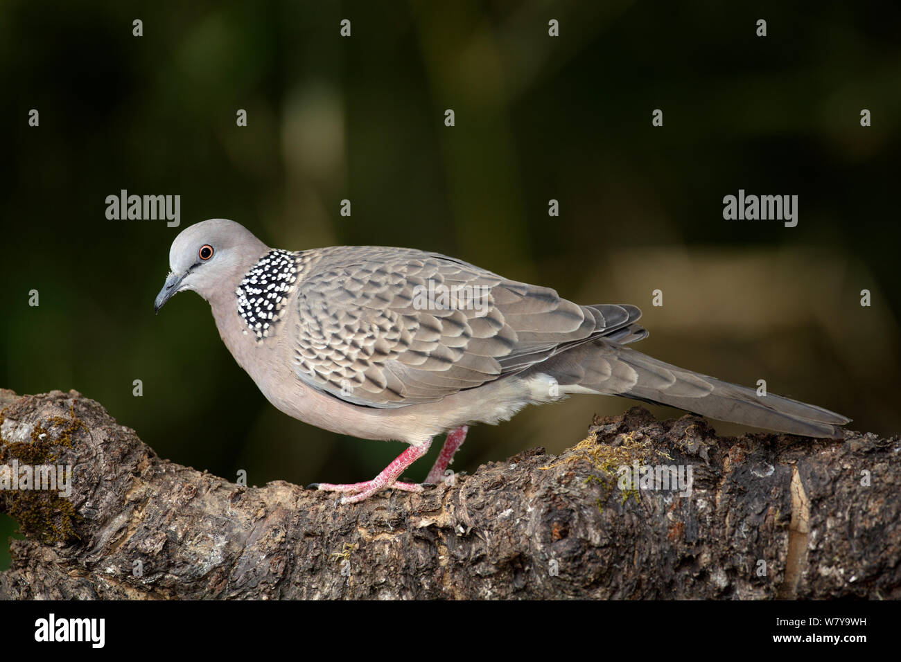 Spotted dove (Spilopelia chinensis) sur une branche, Thaïlande, février Banque D'Images