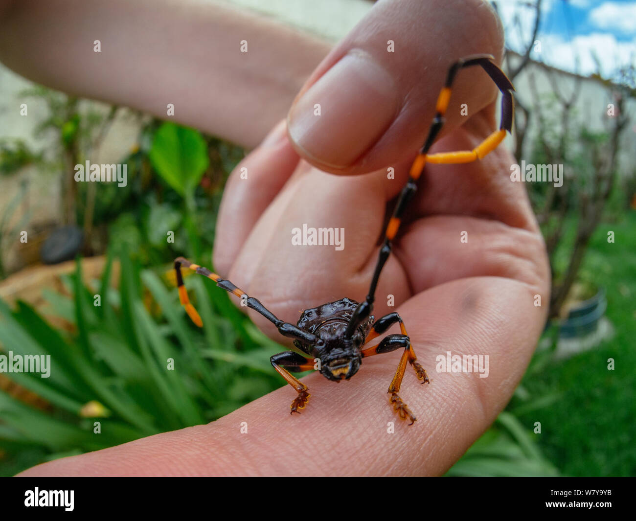 Avec longicorne grande antenne sur une main humaine, d'insectes trouvés dans un jardin Banque D'Images