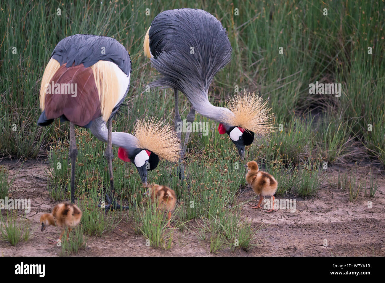 Grue couronnée (Balearica regulorum) paire avec les poussins, Ndutu la Tanzanie. Banque D'Images