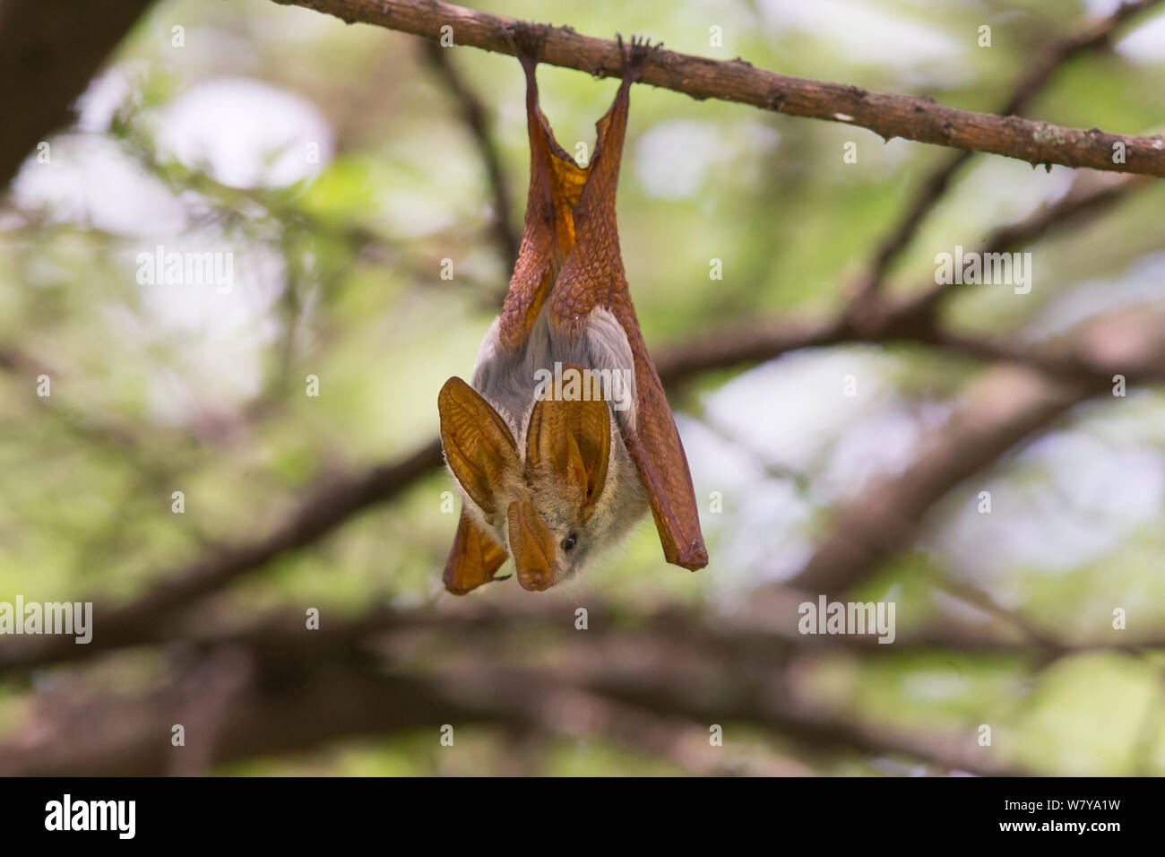 Yellow-winged bat (Lavia frons Ndutu), Tanzanie. Banque D'Images