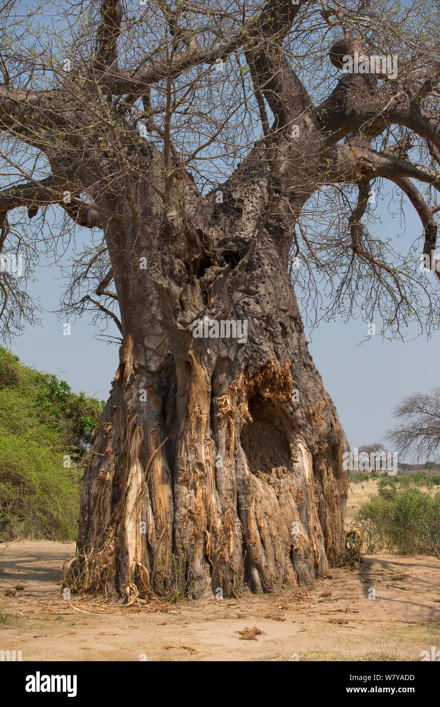 Baobab (Adansonia digitata) les dégâts causés par les éléphants, le Ruaha National Park, en Tanzanie. Banque D'Images