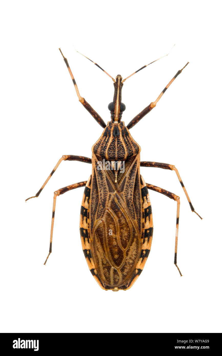 Kissing bug (Rhodnius pictipes), un vecteur important de la propagation de la maladie de Chagas. Station biologique Jatun Sacha, province de Napo, bassin de l'Amazone, de l'Équateur. Rognées. Projet d'Meetyourneighbors.net Banque D'Images