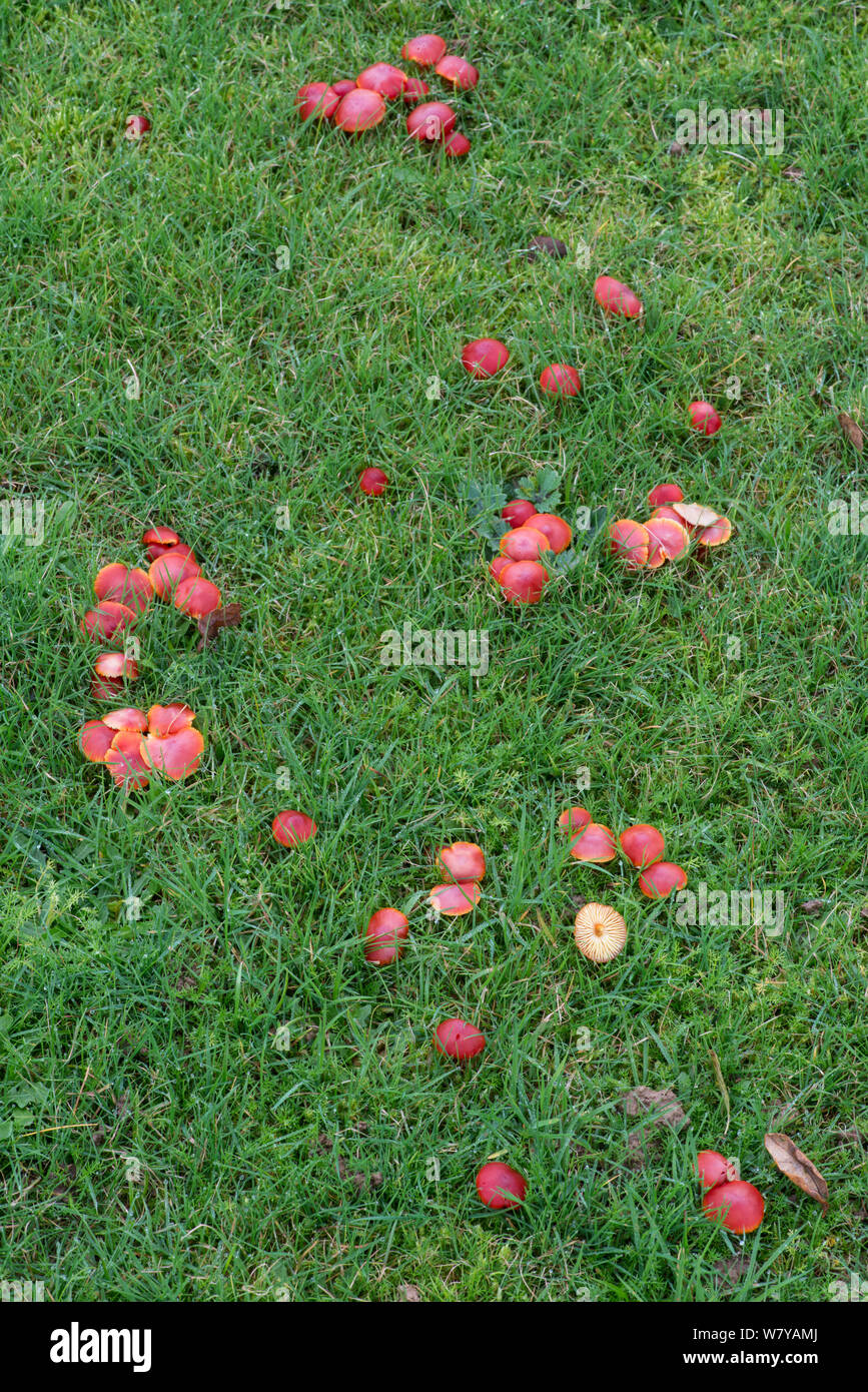 Le miel (waxcap Hygrocybe reidii) Sussex, UK, novembre. Banque D'Images
