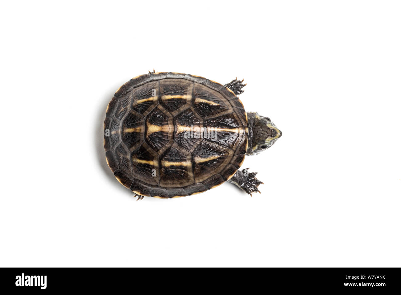 Trois-boue rayée Kinosternon baurii tortues (tortues). Captive, endémique à l'United States. Image prise à l'aide de focus numérique-empilement. Banque D'Images