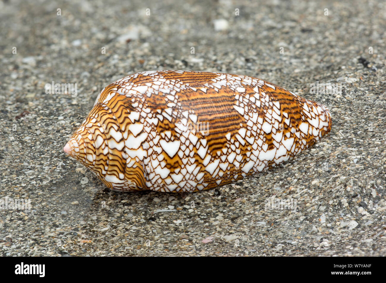 Cône Textile shell (Conus textile) sur la plage, une espèce venimeuse, Bornéo. Banque D'Images