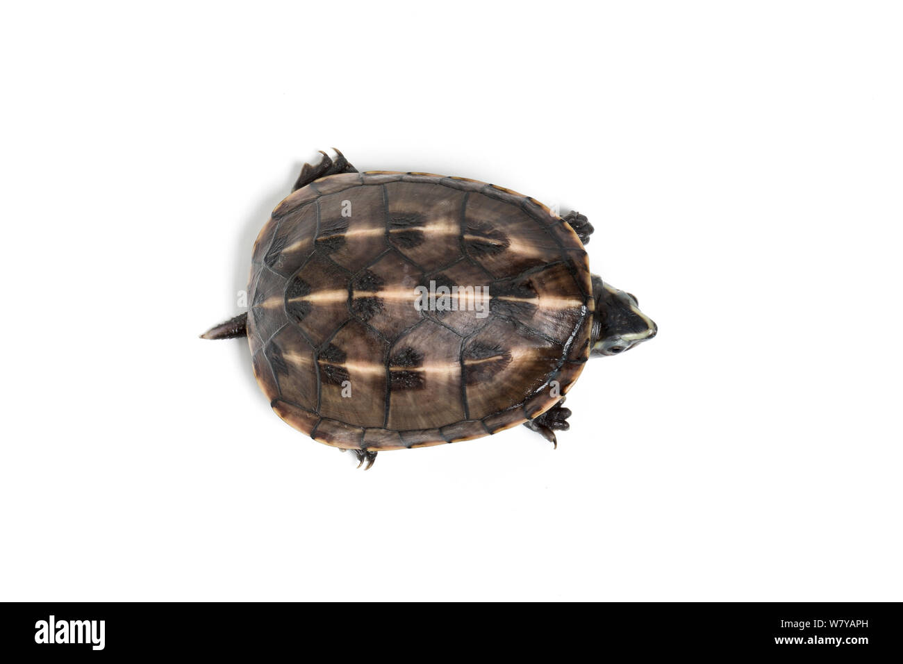 Trois-boue rayée Kinosternon baurii (tortue) sub-adulte. Captive, endémique à l'United States. Banque D'Images