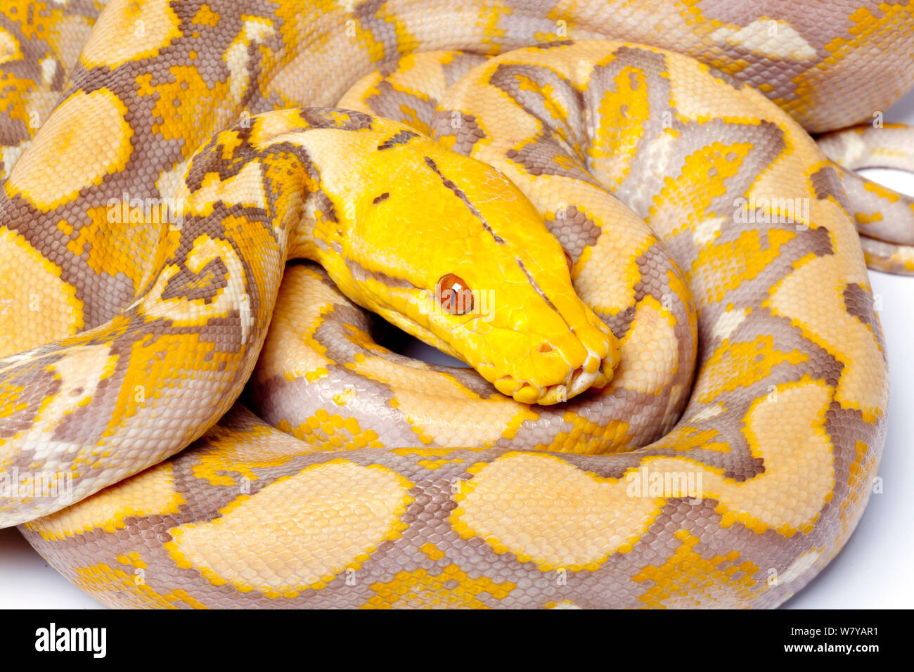 Python réticulé (Python reticulatus) & 39& 39;la lavande ; forme, sur ...