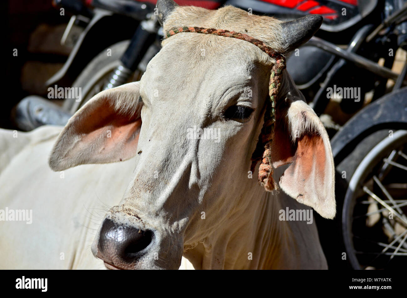 Vache hippie blanc réglage dans le soleil se reposant dans les rues de Jaisalmer, Inde Banque D'Images