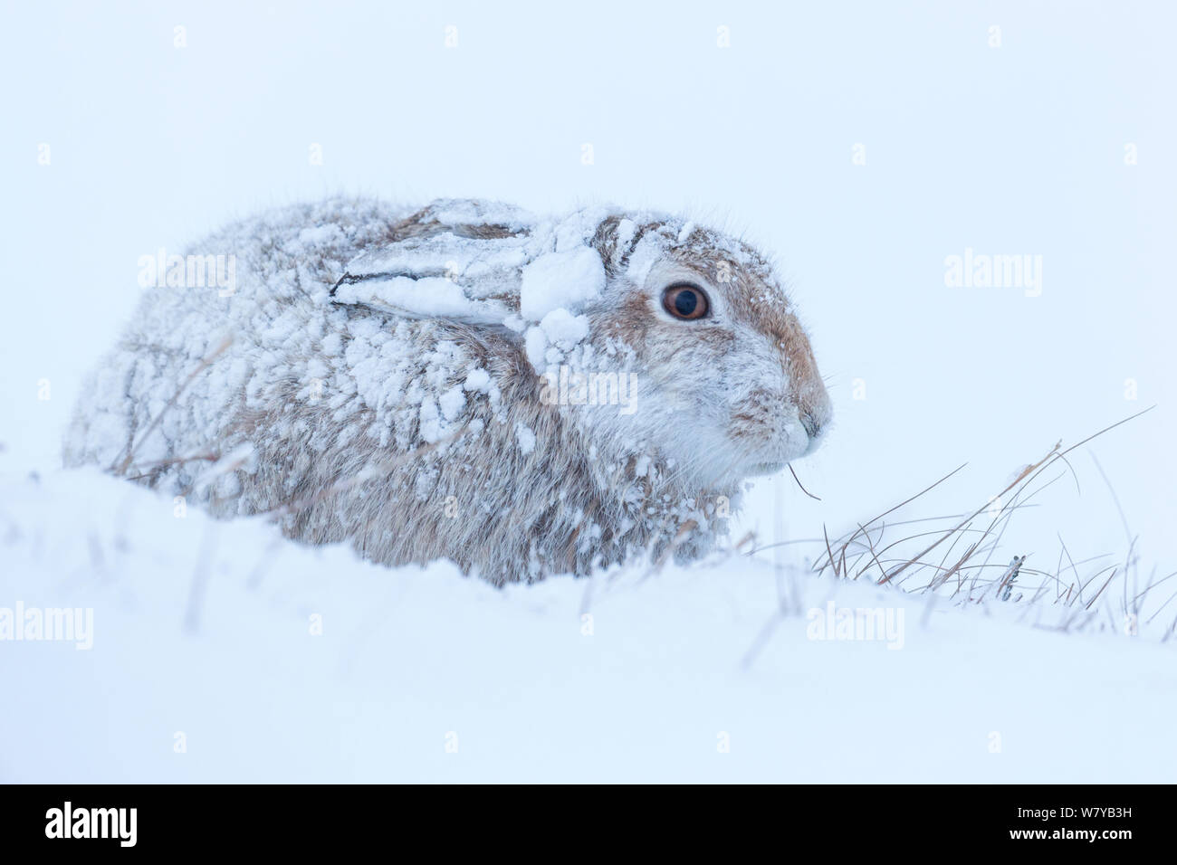 Lièvre variable (Lepus timidus) dans la région de fortes chutes de neige, le Parc National de Cairngorms, en Écosse. Janvier. Banque D'Images