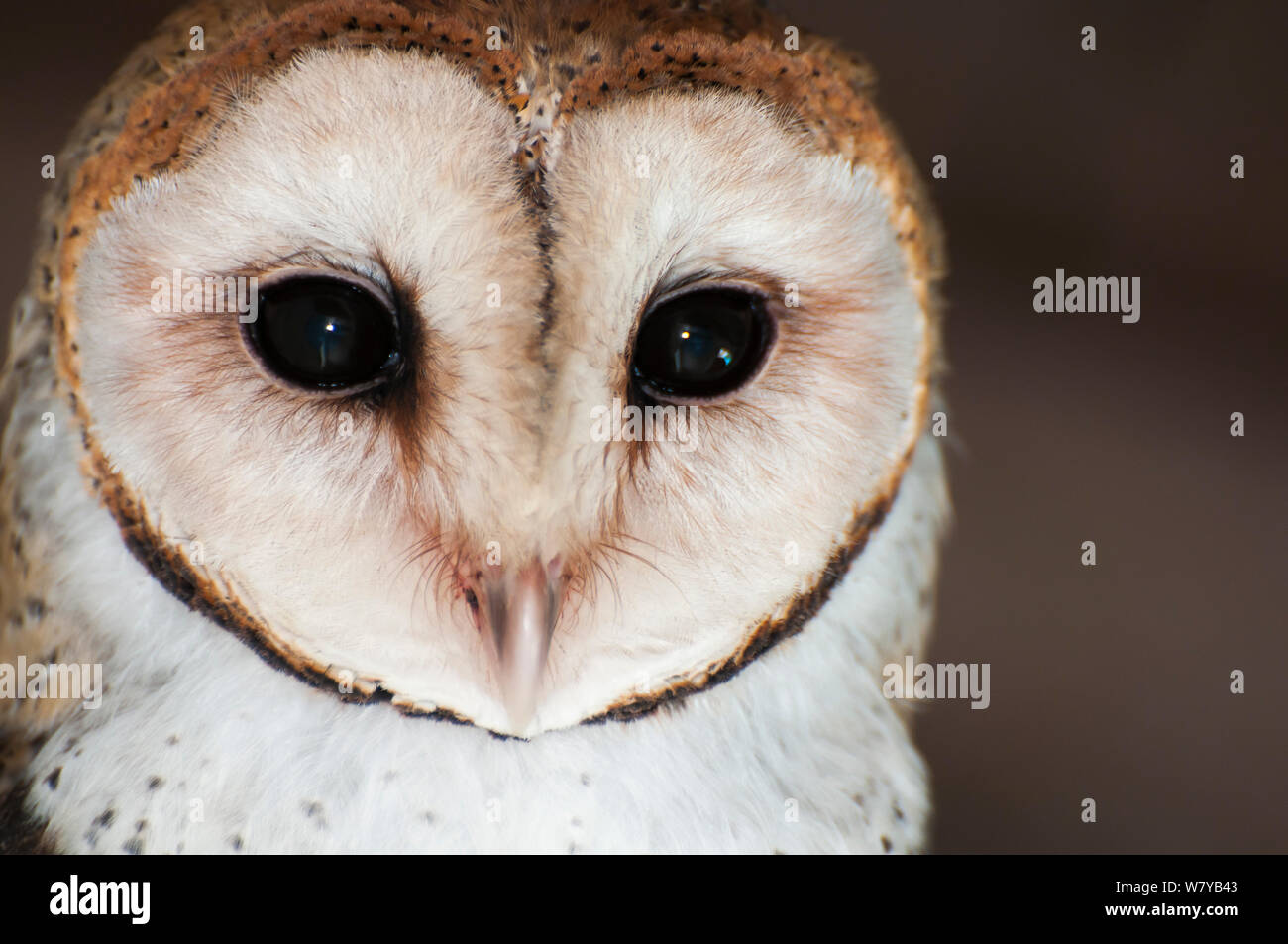 Effraie des clochers (Tyto alba moricei) portrait, l'île de Santa Cruz, Galapagos, Equateur. Banque D'Images