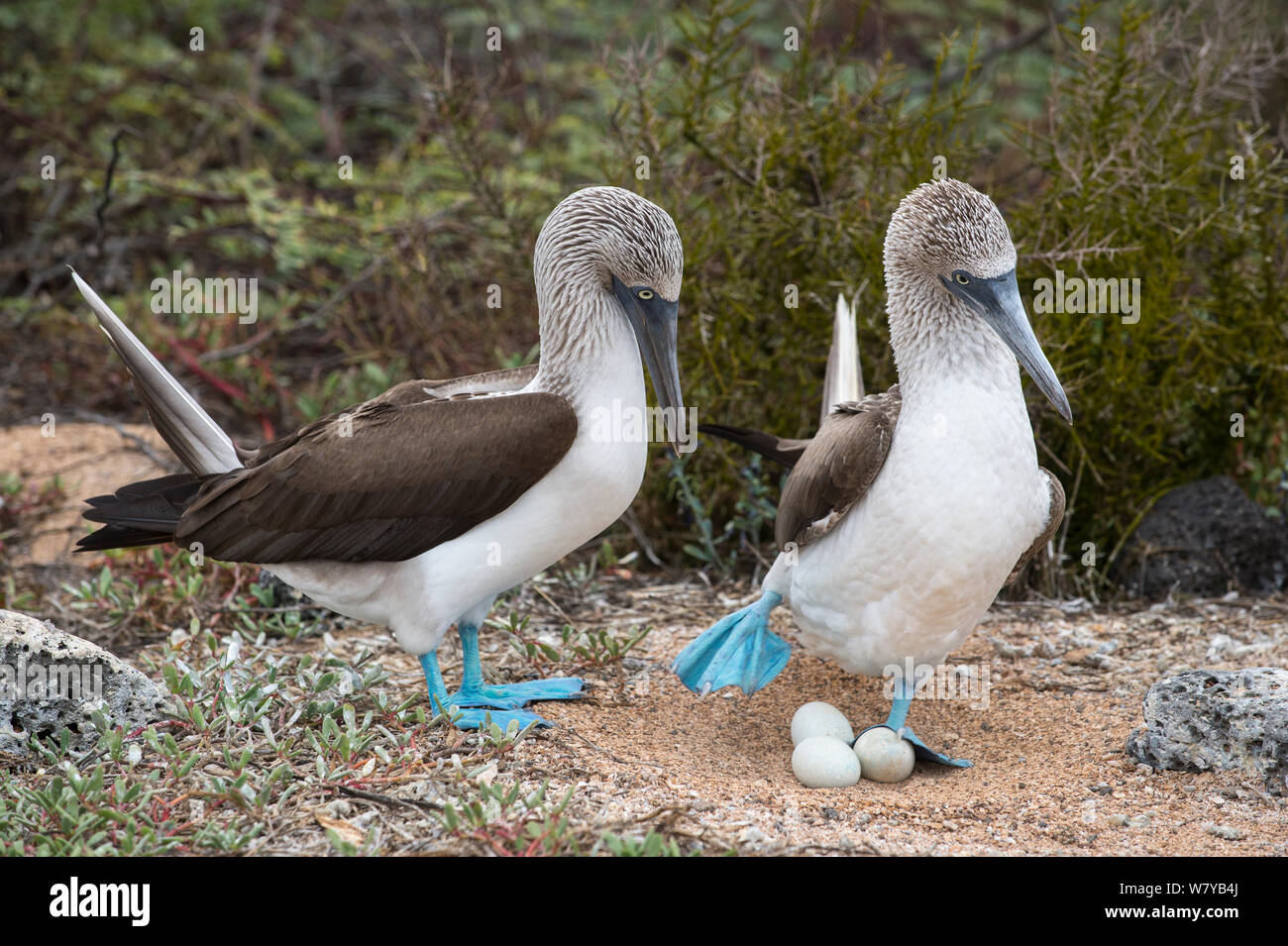 Fou à pieds bleus (Sula nebouxii) paire au nid avec des oeufs, de l'île de Santa Cruz, Galapagos, Equateur. Banque D'Images
