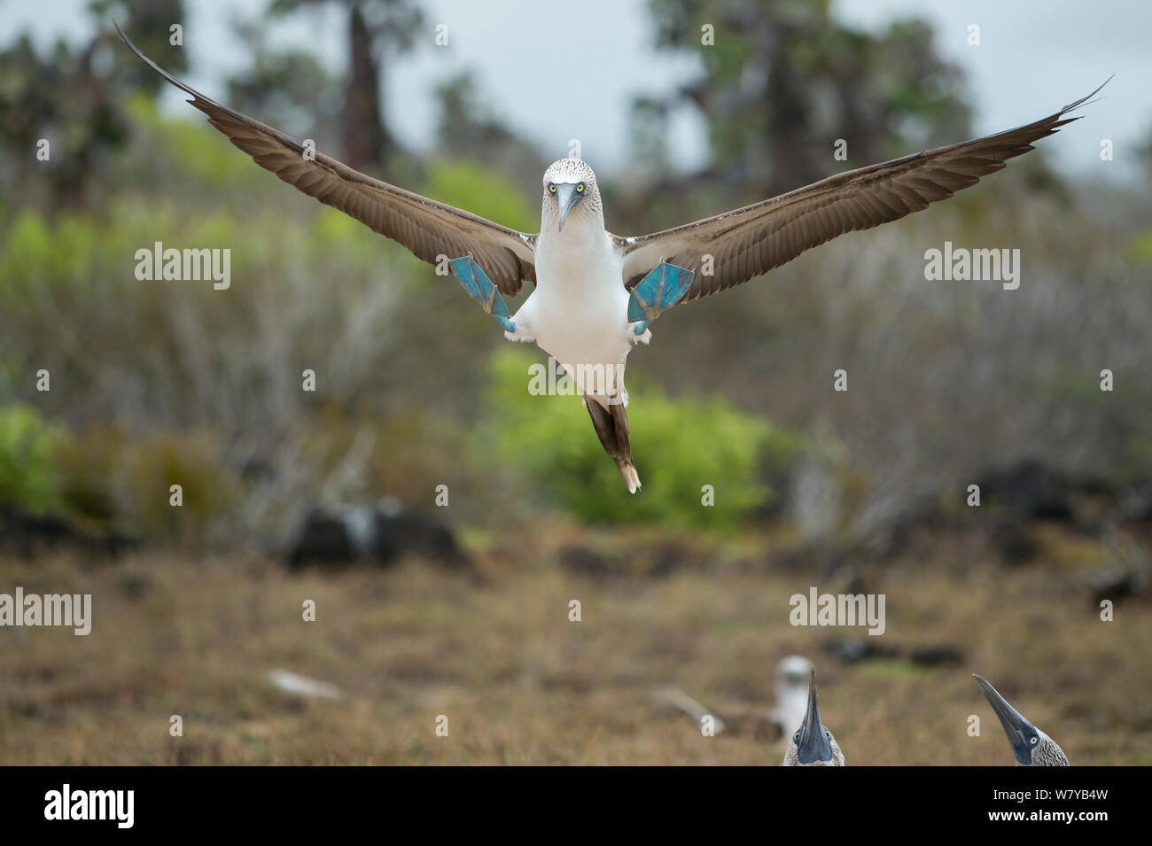 Fou à pieds bleus (Sula nebouxii) affichage, l'île de Santa Cruz, Galapagos, Equateur. Banque D'Images