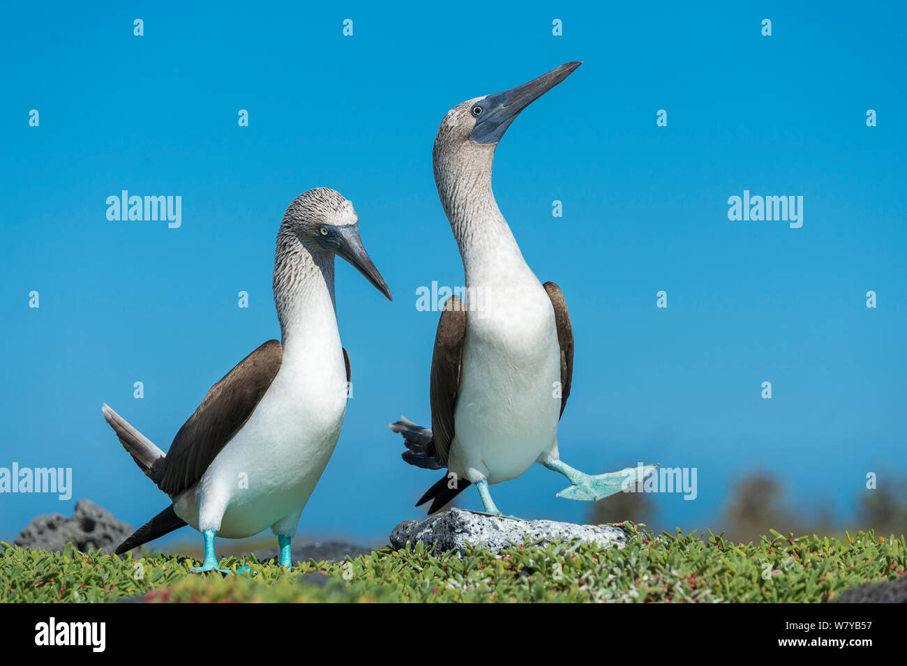Fou à pieds bleus (Sula nebouxii) paire &# 39;dancing&# 39 ; parade nuptiale, l'île de Santa Cruz, Galapagos, Equateur. Banque D'Images