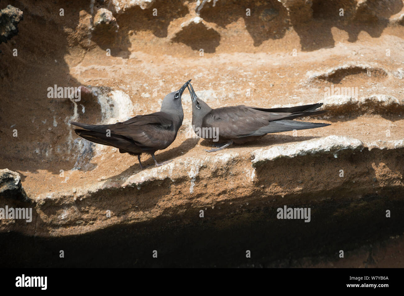 Noddi brun (Anous stolidus) Paire de parade nuptiale, Punta Vicente Roca, l'île Isabela, Galapagos, Equateur. Banque D'Images