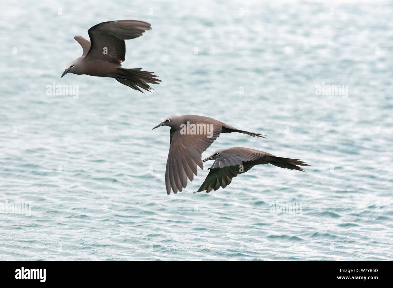 Brown noddis communs (Anous stolidus) en vol au dessus de l'eau, Galapagos, Equateur. Banque D'Images