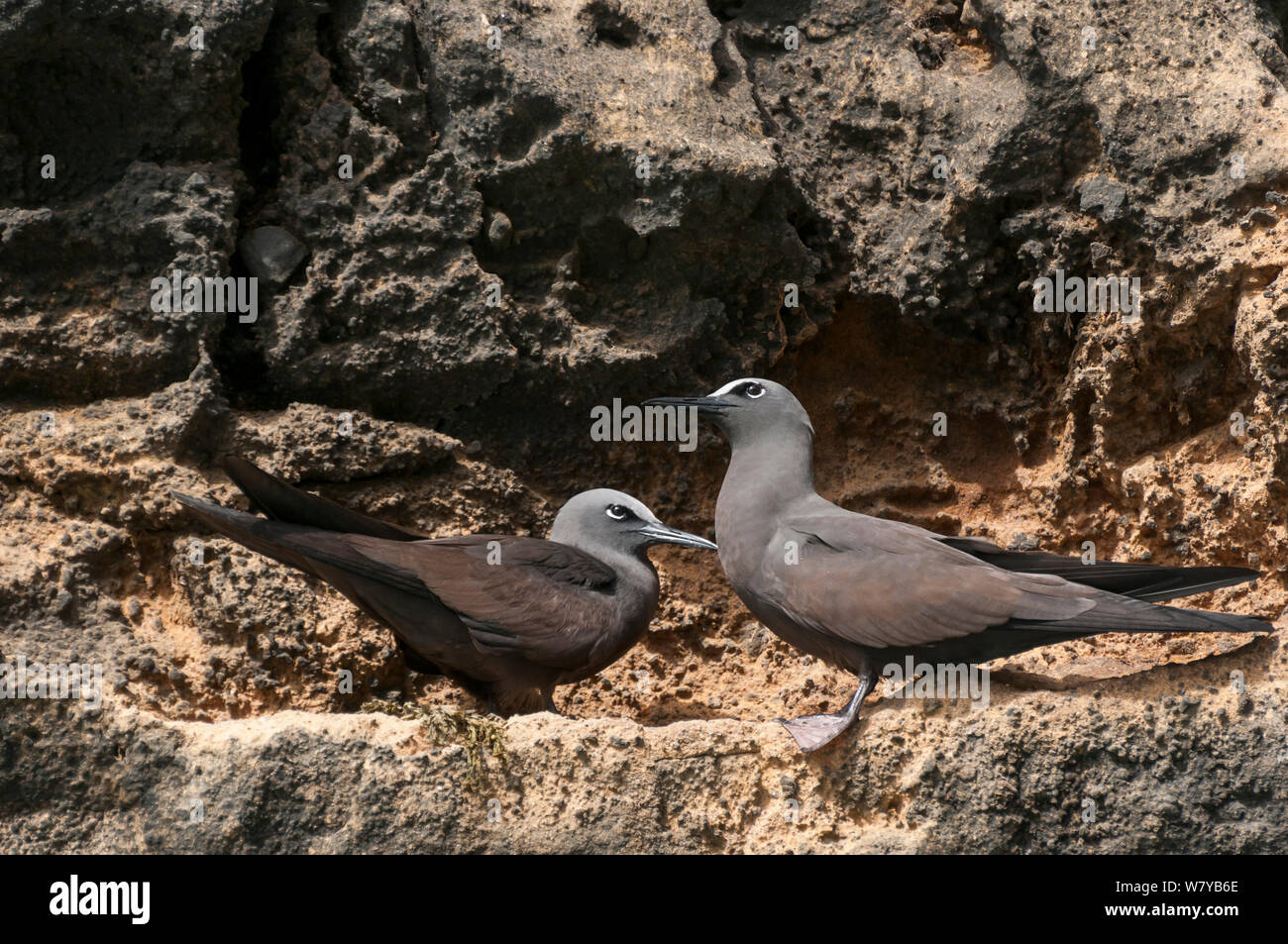 Noddi brun (Anous stolidus) paire sur roche, Punta Vicente Roca, l'île Isabela, Galapagos, Equateur. Banque D'Images