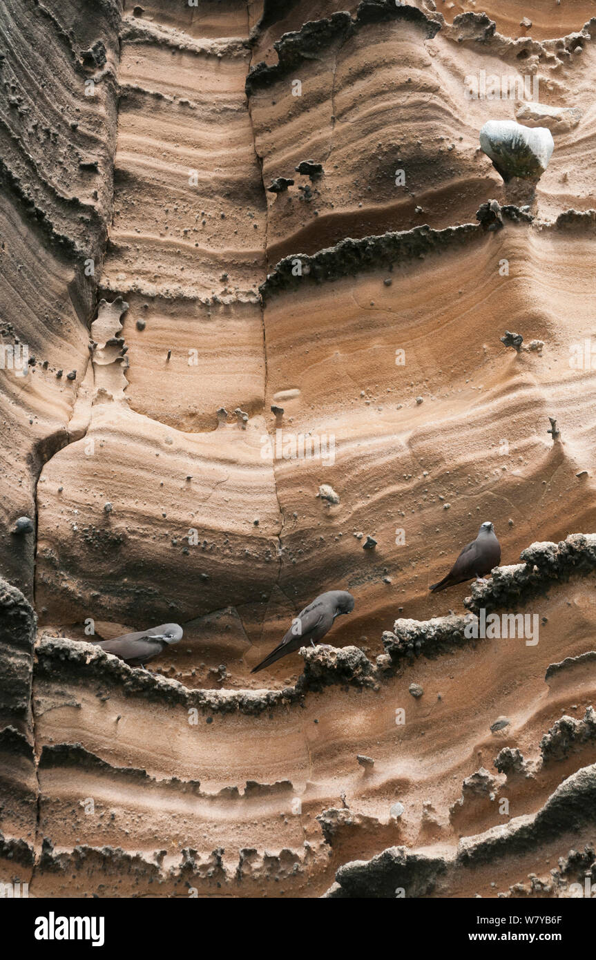 Brown noddis communs (Anous stolidus) lissage sur roche, Punta Vicente Roca, l'île Isabela, Galapagos, Equateur. Banque D'Images