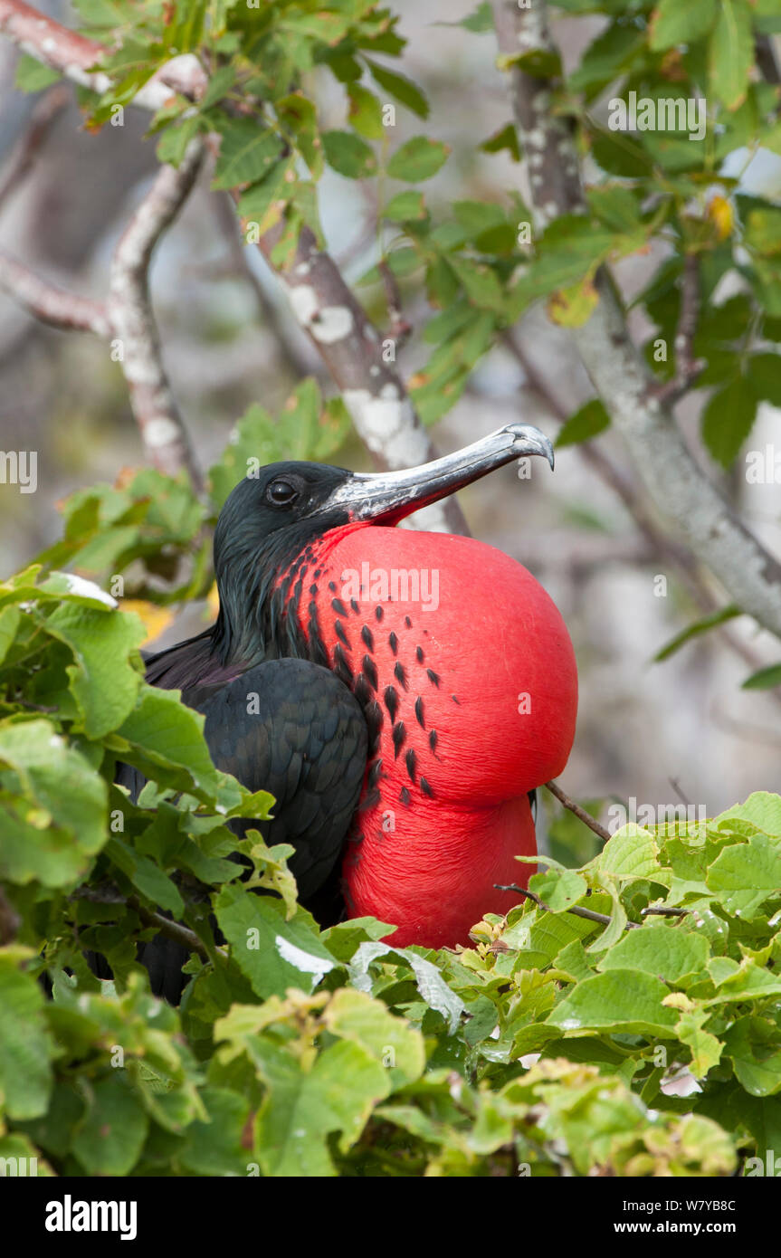 Frégate superbe (Fregata magnificens) mâle affichage Sac gulaire gonflés, Galapagos, Equateur. Banque D'Images