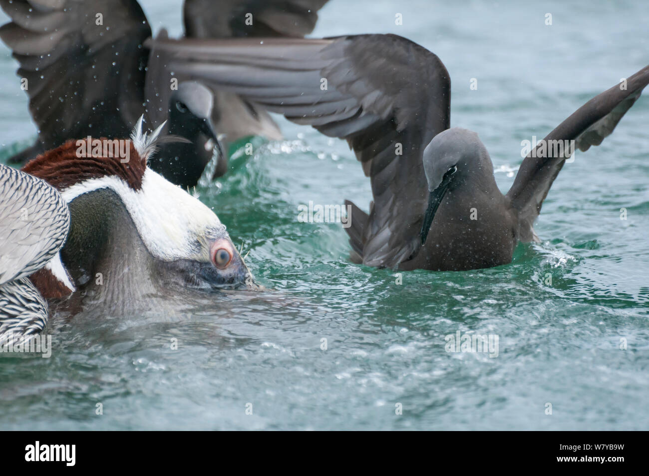 Noddi brun (Anous stolidus) près de nourriture le pélican brun (Pelecanus occidentalis) à surveiller et les captures de poisson qui s'échappe. Îles Galápagos Banque D'Images
