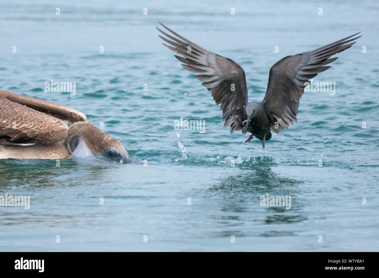 Noddi brun (Anous stolidus) attraper du poisson qui s'échappe du Pélican brun (Pelecanus occidentalis) Îles Galápagos Banque D'Images