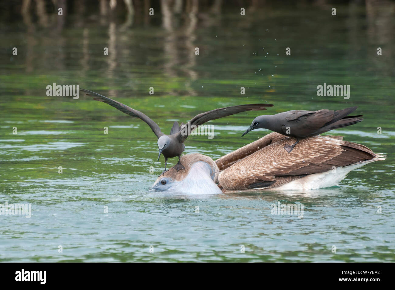 Brown noddis communs (Anous stolidus) assis sur le pélican brun (Pelecanus occidentalis) à surveiller et les captures de poisson qui s'échappe. Îles Galápagos Banque D'Images
