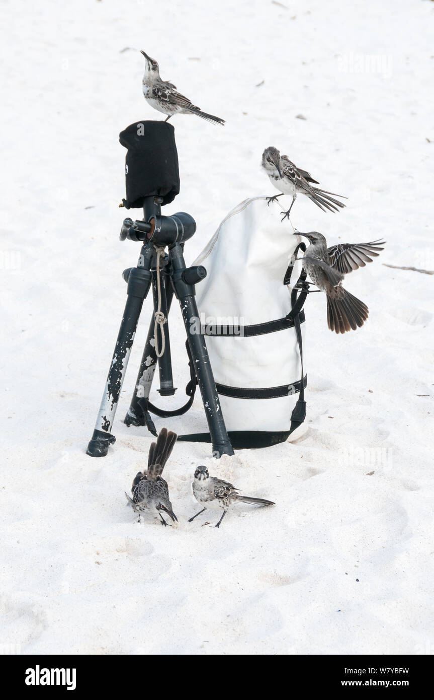 Espanola mockingbird (Mimus macdonaldi) enquête sur l'équipement de l'appareil photo sur la plage, Galapagos Banque D'Images