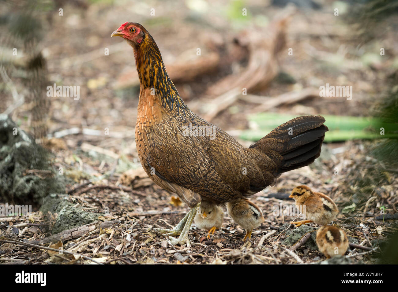 La population de poulet (Gallus gallus domesticus) poule et poussins, ces revenus à peu près identique au type ancestral Red Jungle Fowl. Îles Galápagos Banque D'Images