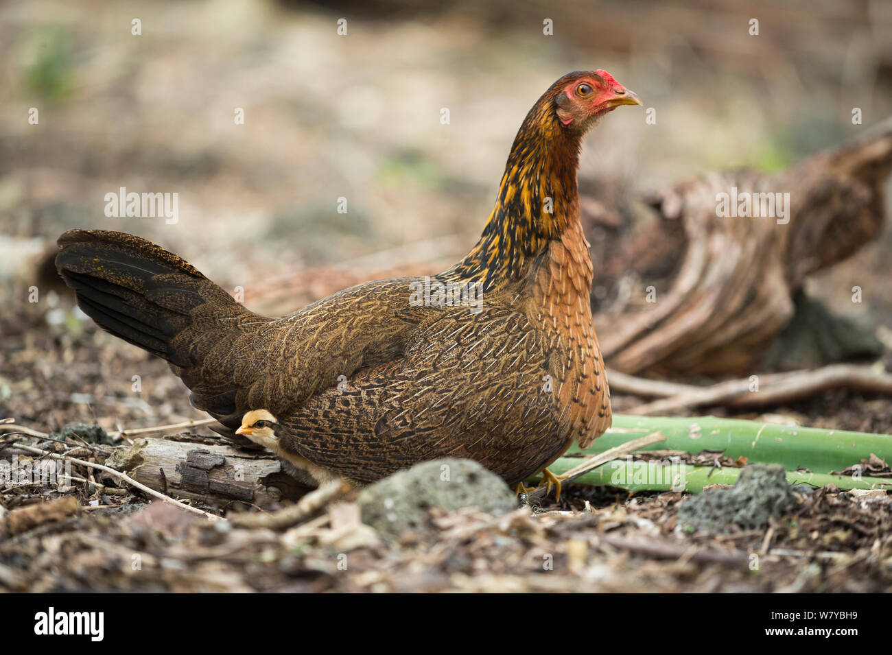 La population de poulet (Gallus gallus domesticus) Poule et poussin, ces revenus à peu près identique au type ancestral Red Jungle Fowl. Îles Galápagos Banque D'Images