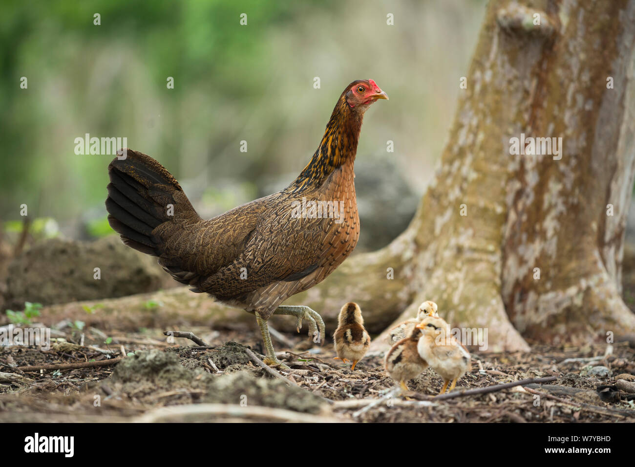 La population de poulet (Gallus gallus domesticus) poule et poussins, ces revenus à peu près identique au type ancestral Red Jungle Fowl. Îles Galápagos Banque D'Images