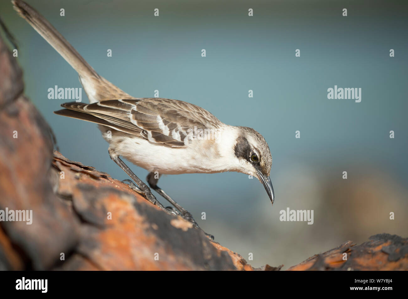 Mockingbird Mimus parvulus (Galapagos), Galapagos Banque D'Images