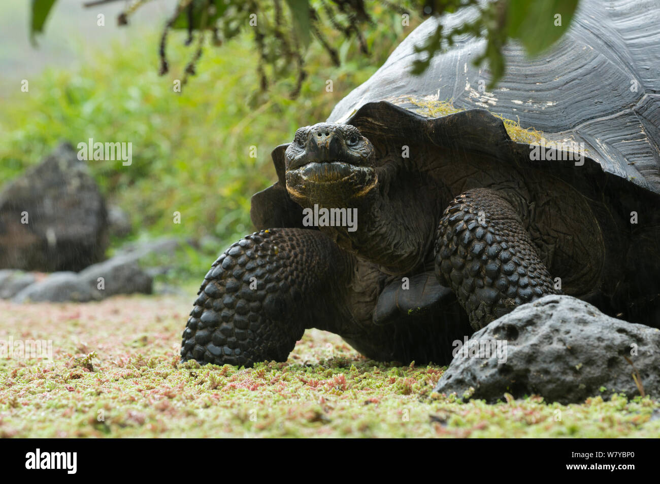 Santa Cruz Galapagos tortue (Chelonoidis nigra porteri), Santa Cruz, Galapagos Highlands Banque D'Images