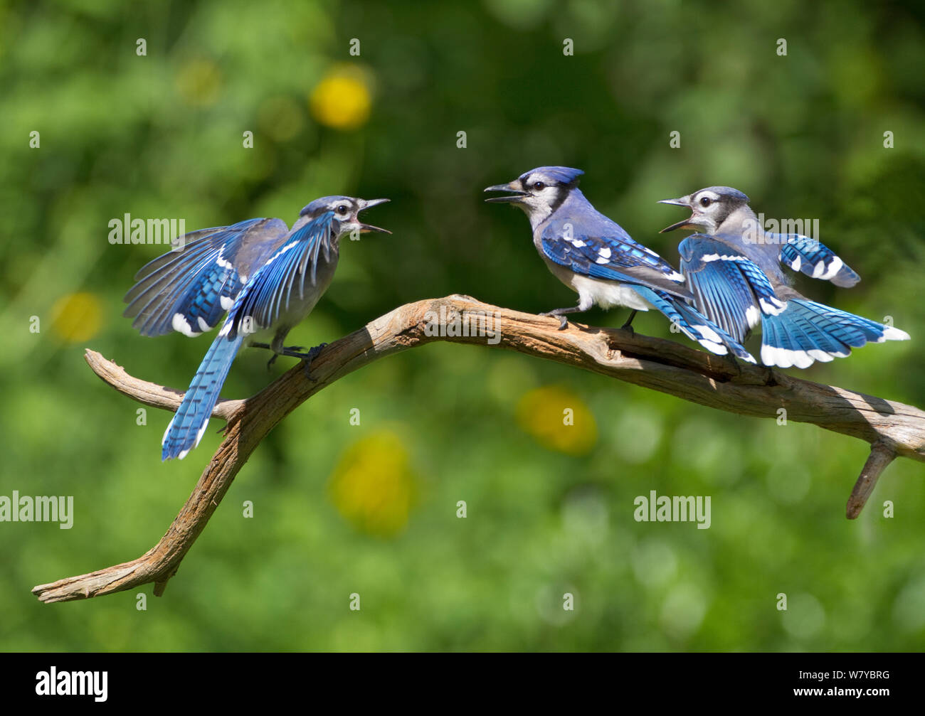Le Geai Bleu Cyanocitta Cristata Deux Oisillons A La Mendicite Par Un Battement A Ailes D Oiseaux Adultes Centre New York Usa Photo Stock Alamy