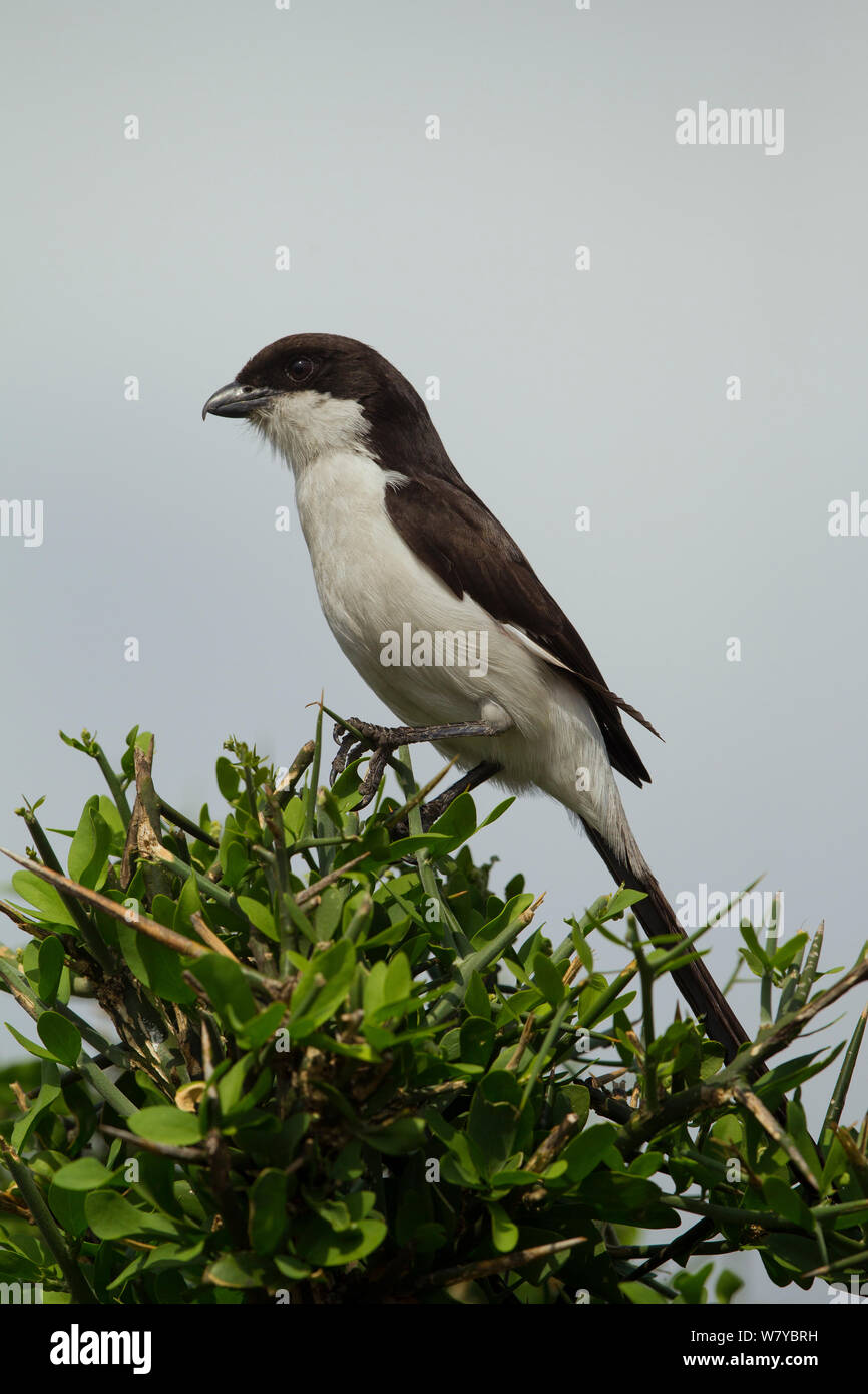 Exercice Long-tailed Shrike (Lanius cabanisi) portrait. Parc National de Mikumi, Tanzanie. Banque D'Images